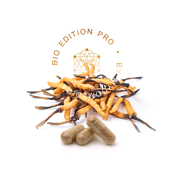 medicinalna vitalna huba cordyceps pro mycomedica - tradicna cinska medicina