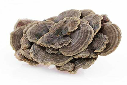 medicinalna vitalna huba coriolus mycomedica - tradicna cinska medicina