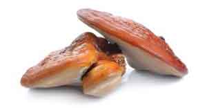 medicinalna vitalna huba reishi mycomedica - tradicna cnska medicina
