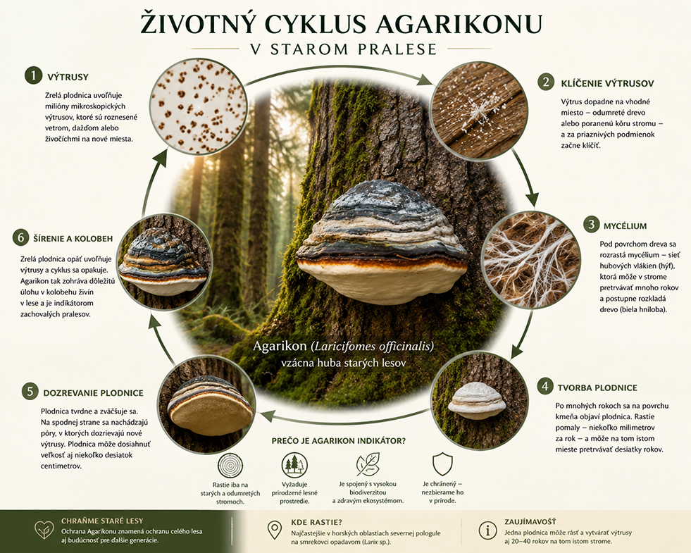 Životný cyklus huby Agarikon v lese - VITA BLOG